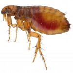 Flea Contol Flea Contol-Pest Control Bournemouth